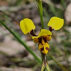 Diuris sulphurea at Kingsdale, NSW - suppressed