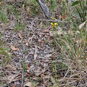 Diuris sulphurea at Kingsdale, NSW - suppressed