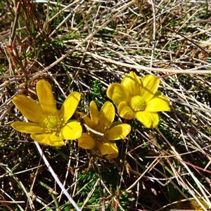 Ranunculus gunnianus at Charlotte Pass, NSW - 9 Oct 2024 10:20 AM