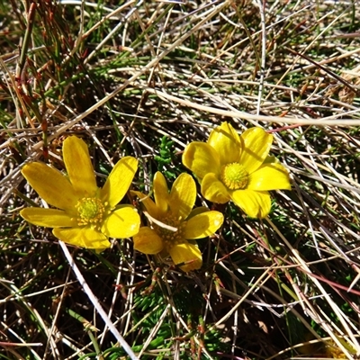 Ranunculus gunnianus (Gunn’s Alpine Buttercup) at Charlotte Pass, NSW - 9 Oct 2024 by MB