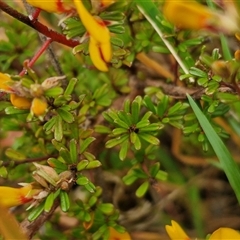 Pultenaea microphylla at Kingsdale, NSW - 11 Oct 2024