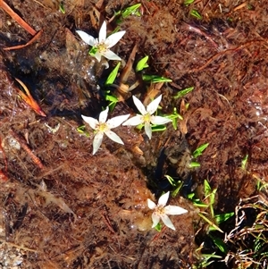 Psychrophila introloba at Charlotte Pass, NSW - 9 Oct 2024