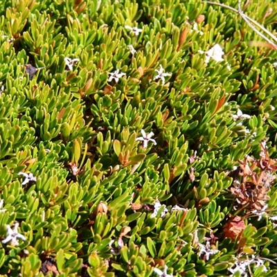 Pentachondra pumila (Carpet Heath) at Charlotte Pass, NSW - 9 Oct 2024 by MB