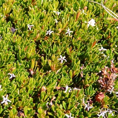 Pentachondra pumila (Carpet Heath) at Charlotte Pass, NSW - 8 Oct 2024 by MB