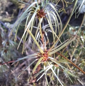 Clematis leptophylla at Tharwa, ACT - 11 Oct 2024 05:22 PM