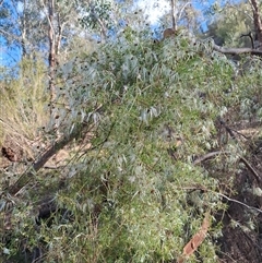 Clematis leptophylla at Tharwa, ACT - 11 Oct 2024 05:22 PM