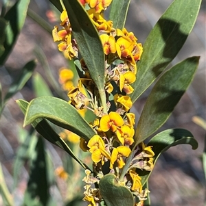 Daviesia mimosoides at Higgins, ACT - 10 Oct 2024