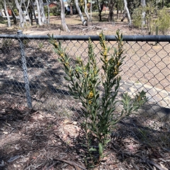 Daviesia mimosoides at Higgins, ACT - 10 Oct 2024