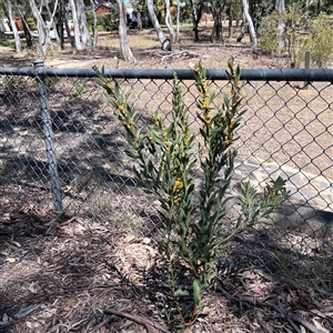 Daviesia mimosoides at Higgins, ACT - 10 Oct 2024