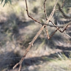 Ctenomorpha marginipennis (Margin-winged stick insect) at Bungendore, NSW - 11 Oct 2024 by clarehoneydove