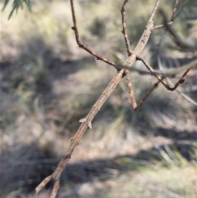 Ctenomorpha marginipennis (Margin-winged stick insect) at Bungendore, NSW - 11 Oct 2024 by clarehoneydove