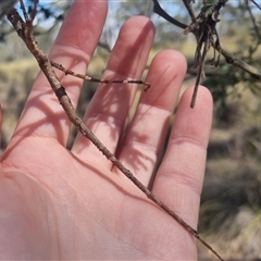 Ctenomorpha marginipennis at Bungendore, NSW - 11 Oct 2024