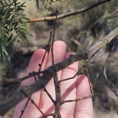 Ctenomorpha marginipennis at Bungendore, NSW - 11 Oct 2024