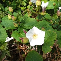 Calystegia sepium (Swamp Bindweed) at Pambula, NSW - 11 Oct 2024 by MichaelBedingfield