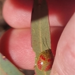 Paropsisterna fastidiosa (Eucalyptus leaf beetle) at Bungendore, NSW - 11 Oct 2024 by clarehoneydove