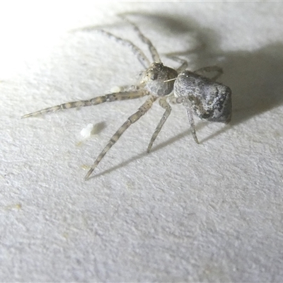 Tmarus marmoreus (Marbled crab spider) at Belconnen, ACT - 11 Oct 2024 by JohnGiacon