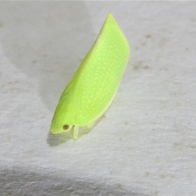 Siphanta acuta (Green planthopper, Torpedo bug) at Belconnen, ACT - 11 Oct 2024 by JohnGiacon