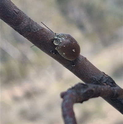 Paropsis aegrota (Eucalyptus Tortoise Beetle) at Bungendore, NSW - 11 Oct 2024 by clarehoneydove