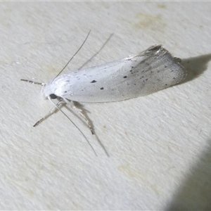 Cryptophasa (genus) at Belconnen, ACT - 11 Oct 2024 06:58 PM