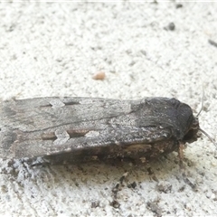 Agrotis infusa (Bogong Moth, Common Cutworm) at Belconnen, ACT - 11 Oct 2024 by JohnGiacon