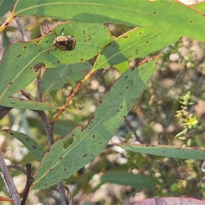 Cadmus sp. (genus) (Unidentified Cadmus leaf beetle) at Bungendore, NSW - 11 Oct 2024 by clarehoneydove