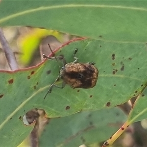 Cadmus sp. (genus) at suppressed - 11 Oct 2024