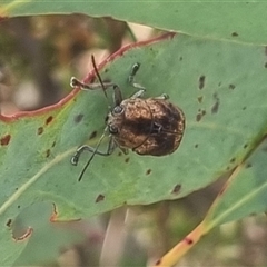 Cadmus sp. (genus) at suppressed - 11 Oct 2024