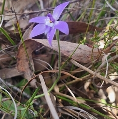 Glossodia major (Wax Lip Orchid) at Bungendore, NSW - 11 Oct 2024 by clarehoneydove