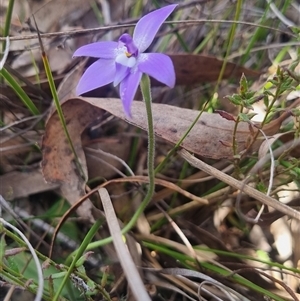 Glossodia major at Bungendore, NSW - suppressed