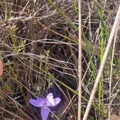 Glossodia major at Bungendore, NSW - suppressed