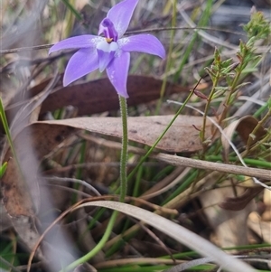 Glossodia major at Bungendore, NSW - suppressed