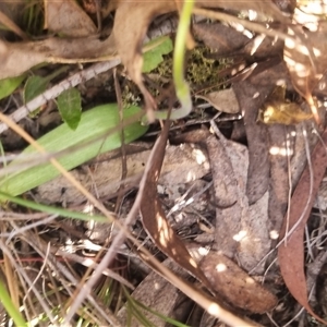 Glossodia major at Bungendore, NSW - suppressed