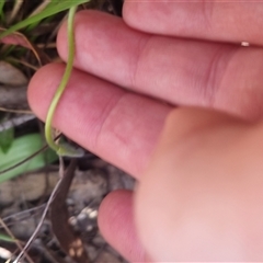 Glossodia major at Bungendore, NSW - suppressed