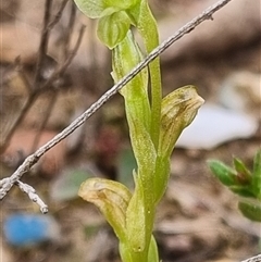 Hymenochilus sp. (A Greenhood Orchid) at Bungendore, NSW - 11 Oct 2024 by clarehoneydove