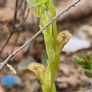 Hymenochilus sp. at Bungendore, NSW - 11 Oct 2024