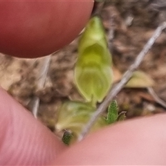 Hymenochilus sp. at Bungendore, NSW - 11 Oct 2024