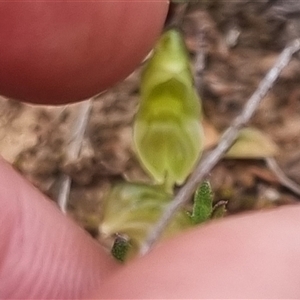 Hymenochilus sp. at Bungendore, NSW - 11 Oct 2024