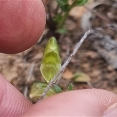 Hymenochilus sp. at Bungendore, NSW - 11 Oct 2024