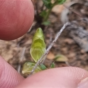 Hymenochilus sp. at Bungendore, NSW - 11 Oct 2024