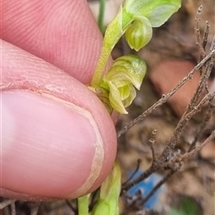 Hymenochilus sp. at Bungendore, NSW - 11 Oct 2024