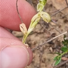 Hymenochilus sp. at Bungendore, NSW - 11 Oct 2024