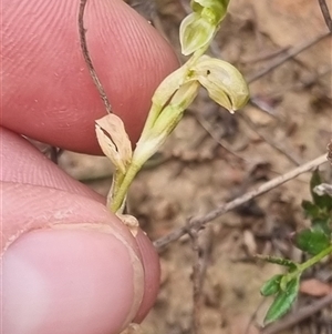 Hymenochilus sp. at Bungendore, NSW - suppressed