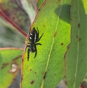 Sandalodes scopifer at Bungendore, NSW - 11 Oct 2024