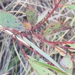 Sandalodes scopifer at Bungendore, NSW - suppressed