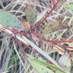 Sandalodes scopifer at Bungendore, NSW - 11 Oct 2024