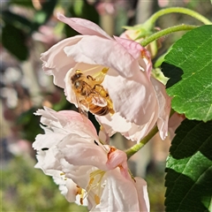 Apis mellifera at Watson, ACT - 11 Oct 2024