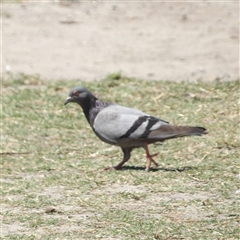 Columba livia (Rock Dove (Feral Pigeon)) at Bondi Beach, NSW - 10 Oct 2024 by MatthewFrawley