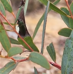 Melobasis propinqua (Propinqua jewel beetle) at Bungendore, NSW - 11 Oct 2024 by clarehoneydove