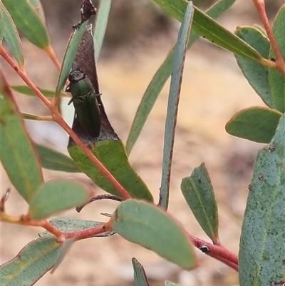 Melobasis propinqua (Propinqua jewel beetle) at Bungendore, NSW - 11 Oct 2024 by clarehoneydove