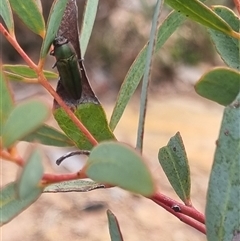 Melobasis propinqua at Bungendore, NSW - 11 Oct 2024